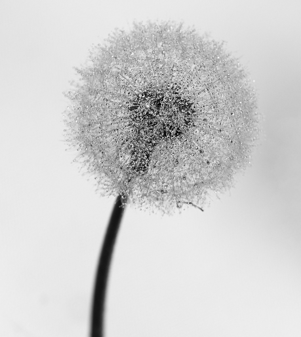 dandelion, spore, nature, plant, wild flower, seed, flower, wildflower, beautiful flowers, dandelion hall, flower background, flower wallpaper, light, farewell, dandelion seed, life, white, affix, dandelion, dandelion, dandelion, dandelion, dandelion, nature, flower, dandelion seed