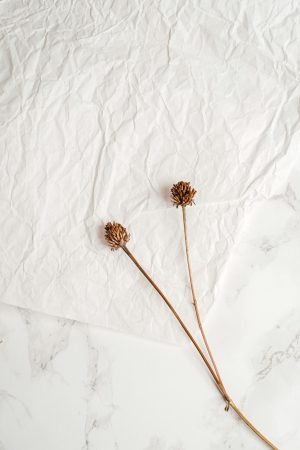 pexels-photo-6167401-6167401 Minimalist composition featuring two dried flowers on crumpled white paper over a marble surface.